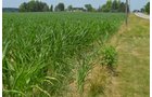 Property photo 6 - 51.5 Acres Offered in 5 tracts, 2 Farm Sites